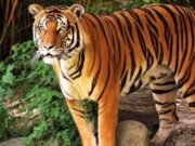 দীর্ঘ ছয় মাস পর নিজ আবাসস্থল সুন্দরবনে ফিরল বাঘিনী