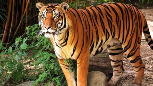 দীর্ঘ ছয় মাস পর নিজ আবাসস্থল সুন্দরবনে ফিরল বাঘিনী