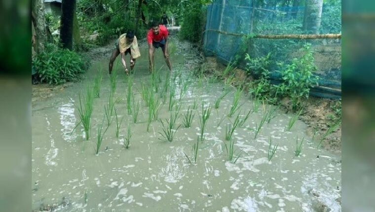 বগুড়ার শেরপুরে রাস্তায় ধানের চারা রোপণ করে প্রতিবাদ