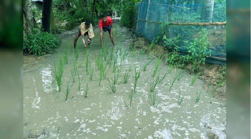 বগুড়ার শেরপুরে রাস্তায় ধানের চারা রোপণ করে প্রতিবাদ