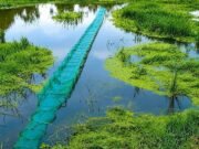 নেত্রকোণা হাওরে জব্দ করা চার অবৈধ ‘চায়না দুয়ারি’ জাল ছিনতাই, মামলার প্রস্তুতি