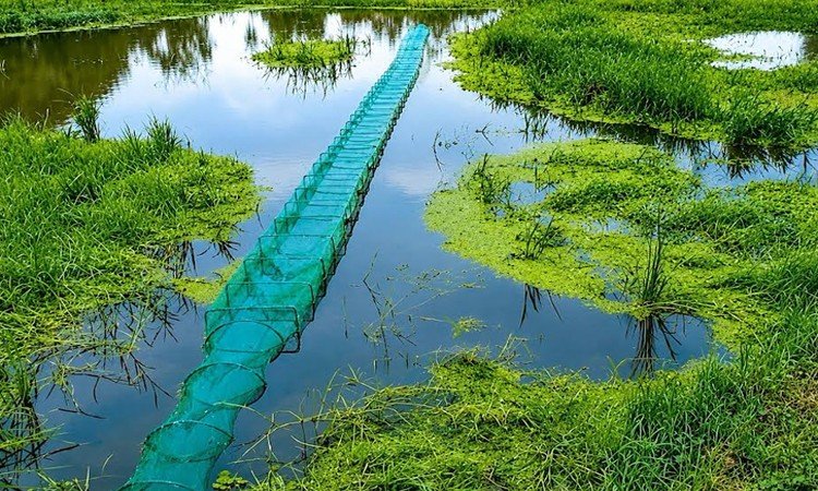 নেত্রকোণা হাওরে জব্দ করা চার অবৈধ ‘চায়না দুয়ারি’ জাল ছিনতাই, মামলার প্রস্তুতি