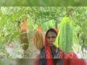 মালচিং পেপার ব্যবহার করে ২৮ কৃষকের অমৌসুমী তরমুজ চাষ: সম্ভাবনার নতুন দিগন্ত