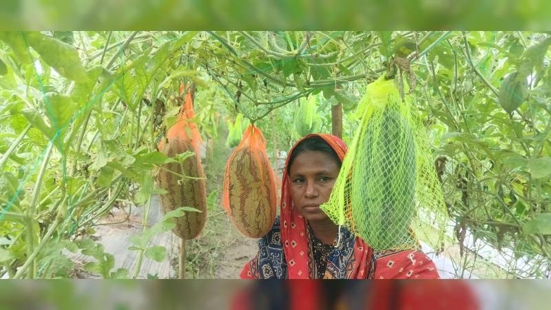 মালচিং পেপার ব্যবহার করে ২৮ কৃষকের অমৌসুমী তরমুজ চাষ: সম্ভাবনার নতুন দিগন্ত