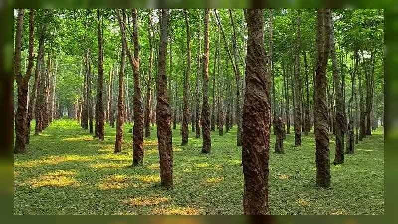 লামায় রাবার শ্রমিক অপহরণ