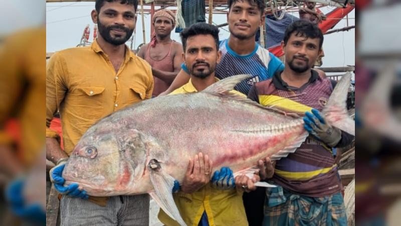 ধরা পড়ল ৫৪ কেজির বিশাল তবল মাছ, বিক্রি ৩৬ হাজার টাকায়