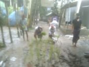 সংস্কার না হওয়ায় সরিষাবাড়ীতে রাস্তায় ধান চাষ