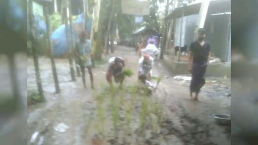 সংস্কার না হওয়ায় সরিষাবাড়ীতে রাস্তায় ধান চাষ