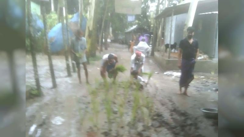 সংস্কার না হওয়ায় সরিষাবাড়ীতে রাস্তায় ধান চাষ