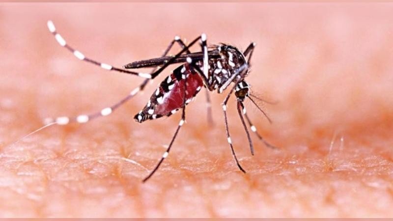 রাজশাহীতে বাড়ছে ডেঙ্গুর প্রকোপ, এডিসের ঘনত্বেও উচ্চ ঝুঁকি