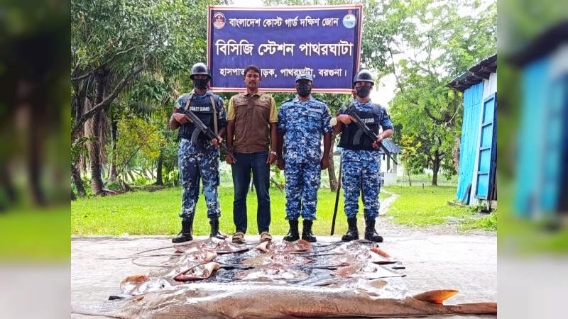 পাথরঘাটায় বিপুল পরিমাণ শাপলা পাতা ও গিটার মাছ জব্দ