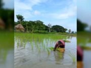 বাউফলে আমন চাষের লক্ষ্যমাত্রা ৩৪ হাজার ৭৫০ হেক্টর, ব্যস্ত কৃষকরা