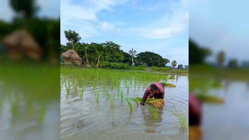 বাউফলে আমন চাষের লক্ষ্যমাত্রা ৩৪ হাজার ৭৫০ হেক্টর, ব্যস্ত কৃষকরা