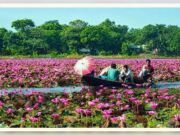 মুগ্ধতা ছড়াচ্ছে বরিশালের লাল শাপলার বিল