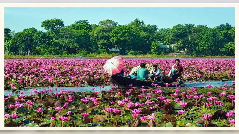 মুগ্ধতা ছড়াচ্ছে বরিশালের লাল শাপলার বিল