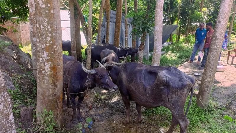বাউফলে বিষ দেওয়া ঘাস খেয়ে ৩ মহিষের মৃত্যু, ২৫টি অসুস্থ
