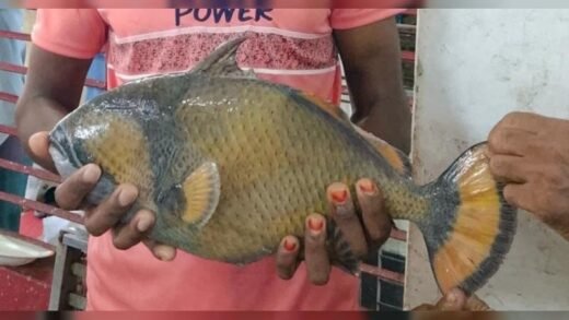 কুয়াকাটার সাগরে জেলের জালে বিরল ‘টাইটান ট্রিগারফিশ’