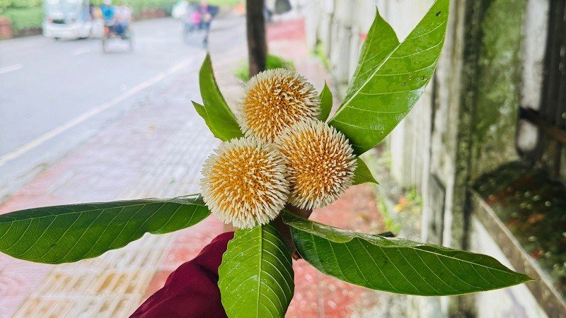বর্ষা এলেই হাসে কদম, সৌন্দর্যে মুগ্ধ নগরজীবন