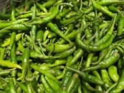 কাঁচা মরিচ আমদানির অনুমতি দিল সরকার, কাল থেকেই শুরু