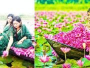 বরিশালের শাপলার রাজ্যে সাতলা বিল, প্রকৃতির অপূর্ব মায়াবী রূপ