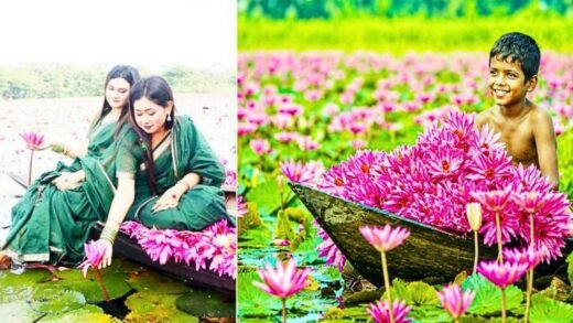 বরিশালের শাপলার রাজ্যে সাতলা বিল, প্রকৃতির অপূর্ব মায়াবী রূপ