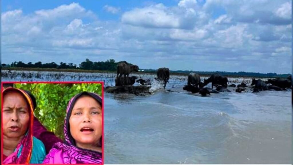 বাউফলে খাস জমিতে মহিষ চরাতেও দিতে হয় চাঁদা