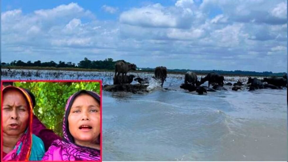 বাউফলে খাস জমিতে মহিষ চরাতেও দিতে হয় চাঁদা