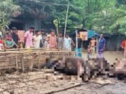 শাহজাদপুরে বৈদ্যুতিক তার ছিঁড়ে তিন গাভীর মৃত্যু, খামারির প্রায় ৭ লাখ টাকার ক্ষতি