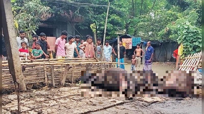 শাহজাদপুরে বৈদ্যুতিক তার ছিঁড়ে তিন গাভীর মৃত্যু, খামারির প্রায় ৭ লাখ টাকার ক্ষতি