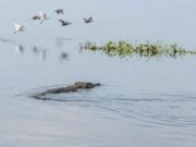 বলেশ্বর নদে ভেসে উঠল বিশাল কুমির, স্থানীয় মৎস্যজীবীদের মধ্যে তীব্র আতঙ্ক
