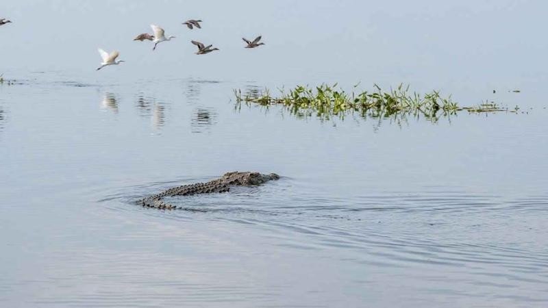 বলেশ্বর নদে ভেসে উঠল বিশাল কুমির, স্থানীয় মৎস্যজীবীদের মধ্যে তীব্র আতঙ্ক
