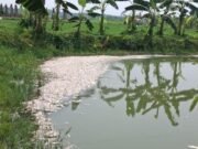 বিষ প্রয়োগ করে ৮ থেকে ১০ লক্ষ টাকার মাছ নিধন করেছে দুর্বৃত্তরা