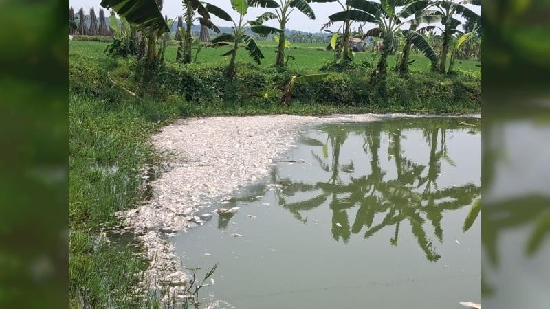 বিষ প্রয়োগ করে ৮ থেকে ১০ লক্ষ টাকার মাছ নিধন করেছে দুর্বৃত্তরা