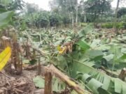 জয়পুরহাটে ৭০০ কলাগাছ কেটে সাবাড়, দরিদ্র কৃষকের স্বপ্নভঙ্গ