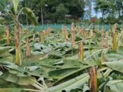 শ্রীবরদীতে ফলবান কলাগাছ কেটে ফেলার অভিযোগে গ্রেফতার ২
