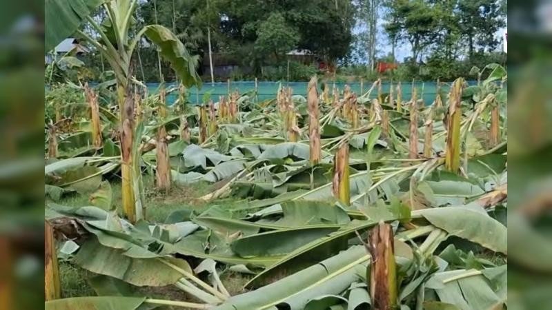 শ্রীবরদীতে ফলবান কলাগাছ কেটে ফেলার অভিযোগে গ্রেফতার ২