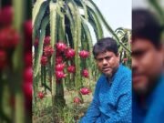 পতিত জমিতে ড্রাগন চাষে সফল ছয় ভাইরাভাই