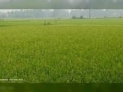 নাগরপুরে রোপা আমনে বাম্পার ফলন কৃষকের মুখে হাসি