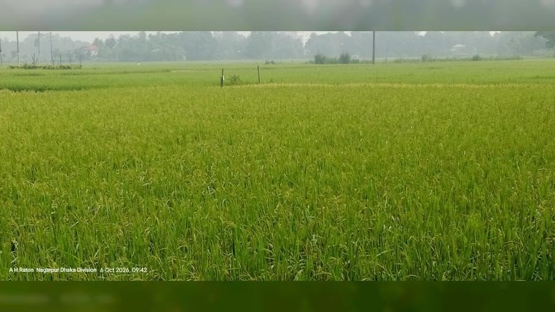 নাগরপুরে রোপা আমনে বাম্পার ফলন কৃষকের মুখে হাসি