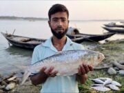 কুয়াকাটায় ৭ হাজার ২৫০ টাকায় বিক্রি হলো ২ কেজির বিশালাকার ইলিশ