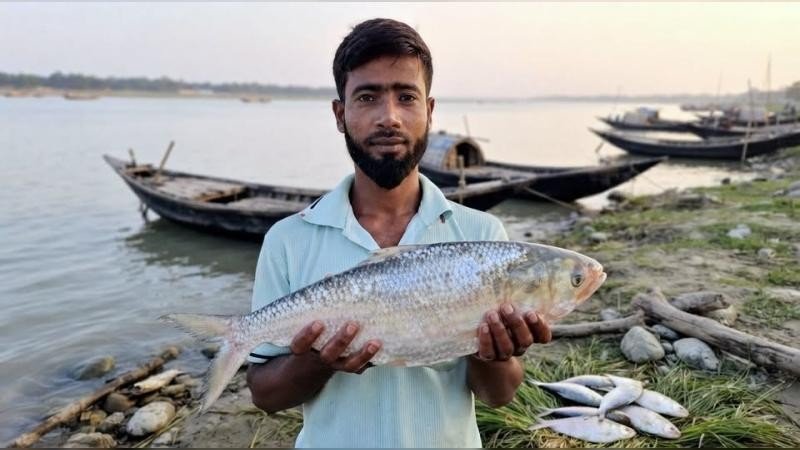 কুয়াকাটায় ৭ হাজার ২৫০ টাকায় বিক্রি হলো ২ কেজির বিশালাকার ইলিশ