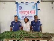 নাগরপুরে পাঁচটি গাজা গাছসহ ব্যবসায়ী আটক