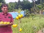 জাপানের জাতীয় ফল পার্সিমন চাষে স্বপ্ন দেখছেন কালীগঞ্জের স্বপন