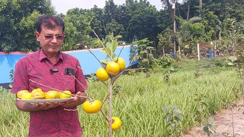 জাপানের জাতীয় ফল পার্সিমন চাষে স্বপ্ন দেখছেন কালীগঞ্জের স্বপন