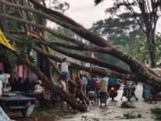 জামালপুরে ঝোড়ো বাতাসে গাছপালা উপড়ে সড়কে যান চলাচল বন্ধ
