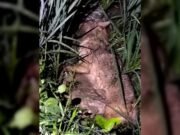 ভালুকায় শিয়ালের কামড়ে নারীসহ আহত ৩