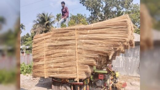 নড়াইলে পাটকাঠি ঘিরে নতুন বাণিজ্যিক সম্ভাবনা নড়াইলে পাটকাঠি ঘিরে নতুন বাণিজ্যিক সম্ভাবনা