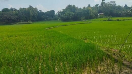 নামজারি করে দেওয়ার বিনিময়ে ঘুস নিলেন ৯ শতক জমি