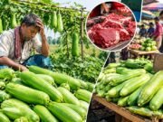 ৩ হাজার লাউয়ের দামে মিলছে ১ কেজি গরুর মাংস