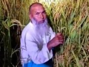 ধানক্ষেতে লুকিয়ে থেকেও গ্রেপ্তার হলেন আওয়ামী লীগ নেতা